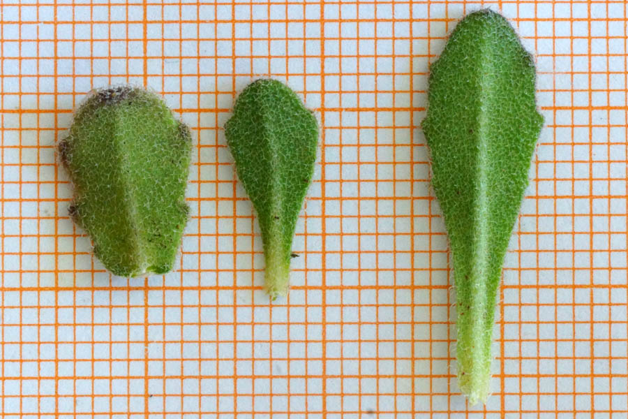 Arabis stellata da determinare